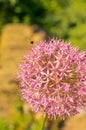 Decorative onion flowers, allium on the blured background Royalty Free Stock Photo