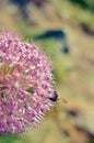 Decorative onion flowers, allium on the blured background Royalty Free Stock Photo