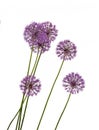 Decorative onion flowers Allium isolated Royalty Free Stock Photo