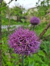 Decorative onion flowers