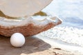 decorative open large seashell and a large white pearl, on the beach on a sunny day Royalty Free Stock Photo