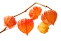 Decorative orange physalis berries