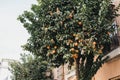 Decorative orange tree on a street in Seville, Spain Royalty Free Stock Photo