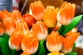 Decorative orange tulips Royalty Free Stock Photo