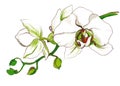 Decorative Orchid flower branch