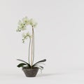A orchid green in concrete pot isolated on white background Royalty Free Stock Photo