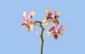 Decorative orchid isolated on blue background Royalty Free Stock Photo