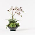 Decorative orchid white in florarium ceramic pot isolated on white background Royalty Free Stock Photo