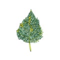 Decorative ornamental autumnal yellow green birch tree leaf on a white background