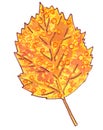 Decorative ornamental autumnal yellow orange tree leaf on a white background