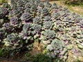 Decorative ornamental cabbages growing in a garden