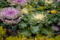 Decorative ornamental cabbages, winter flowers, beautiful red, green, pink and purple curved leaves Brassica oleracea plant on Royalty Free Stock Photo