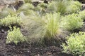 Decorative; ornamental; garden; grass; outdoor; green; plant; na