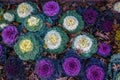 Decorative ornamental kale