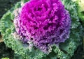 Decorative ornamental purple cabbage as flower
