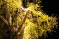 Decorative outdoor string lights hanging on tree