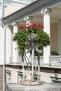 Decorative outdoor vase with red geranium Royalty Free Stock Photo