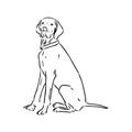 Decorative outline portrait of cute pointer dog vector illustration in black color isolated on white background Royalty Free Stock Photo