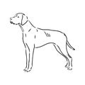 Decorative outline portrait of cute pointer dog vector illustration in black color isolated on white background Royalty Free Stock Photo