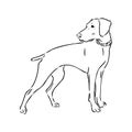 Decorative outline portrait of cute pointer dog vector illustration in black color isolated on white background Royalty Free Stock Photo