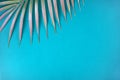 Decorative palm branch on turquoise background. Summer, tropical concept.