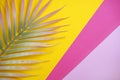 Decorative palm branches on bright multicolor paper background. Summer, tropical concept.