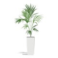 Decorative palm in a flower pot. Green Howea palm-tree in flowerpot isolated on white