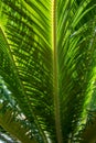 Decorative palm leaf for background of Cycas revoluta also called sago palm Royalty Free Stock Photo