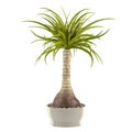 Decorative palm plant in the pot Royalty Free Stock Photo