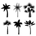 Decorative palm trees collection Royalty Free Stock Photo