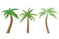 Tropical palm trees. Royalty Free Stock Photo