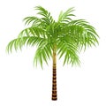 Decorative palm