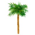 Decorative palm