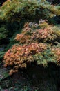 Decorative Palmate maple tree, latin name Acer Palmatum, with colorful leaves during autumn season, hidden in shadow