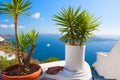 Decorative palms in the pots on the terrace overlooking the sea Royalty Free Stock Photo