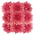 Decorative panel of several pink flowers dahlias on a white