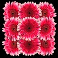 Decorative panel of several pink gerberas on a black