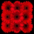 Decorative panel of several red gerberas on a black Royalty Free Stock Photo