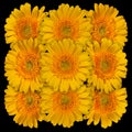 Decorative panel of several yellow gerberas Royalty Free Stock Photo