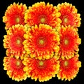 Decorative panel of several yellow with red gerberas Royalty Free Stock Photo