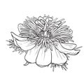 Decorative Passiflora flower  vector illustration Royalty Free Stock Photo