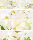 Decorative Pastel color flower banner Royalty Free Stock Photo