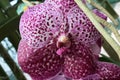 Decorative patchy white to pink and purple flower of Vanda hybrid orchid genus