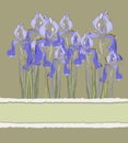 Decorative pattern invitation with Iris flowers, illustration Royalty Free Stock Photo
