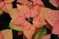 Peach holiday poinsettia closeup center