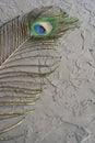 Decorative peacock feather on concrete background