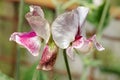 Decorative peas, bright unusual flowers