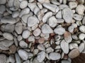 decorative pebbles are white