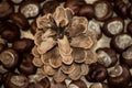 Decorative photo of a pine cone in the middle of a pile of chestnuts