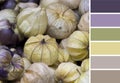 Decorative physalises background colour palette.